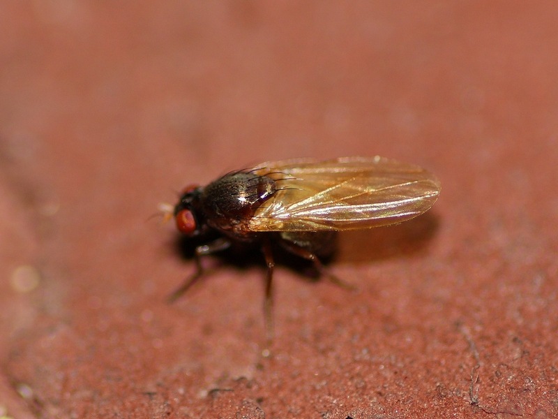 Calliopum sp. (Lauxaniidae).